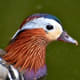 Male mandarin