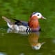 Male mandarin at Martin Mere