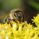 Honey bee on calyx of goldenrod