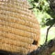 The skeps on a tree.