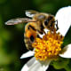 Beatrice the honey bee on a Spanish needle blossom