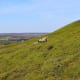 Yorkshire moors, a romantic setting for Wuthering Heights.