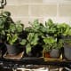 poems-to-plant-by