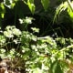 Parsley
