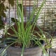 Garlic Chives