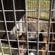 Nine new chickens