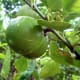Matt photographed this lime tree on July 22, 2007.
