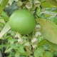Kurt Stüber photographed this pomelo on October 28, 2004.