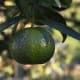 This unripe mandarin was photographed by Marco Bernardini on November 11, 2009.