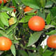 Golf bravo photographed clementines growing in Israel on December 1, 2006.
