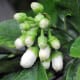 Amada44 photographed these pomelos on April 24, 2012.