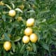 Allen Timothy Chang photographed this lemon tree on January 6, 2005.