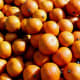These satsuma oranges, picked on Christmas day 2007 in Gainesville, Florida, were photographed by Sfullenwider.