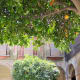 Paul Munhoven photographed these orange trees in Granada, Spain on July 29, 2007.