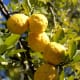 Hans Hillewaert photographed this lemon tree in Outjo, Namibia on June 27, 2007.