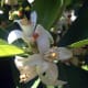 Javier martin photographed these Citrus sinensis flowers close-up in Solana del Pino, Sierra Madrona, Spain on May 11, 2008.