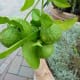 Kaffir limes were photographed in the Linnean House of the Missouri Botanical Garden by James Steakley on October 8, 2011.