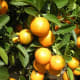 Kumquats—Citrus japonica 'Crassifolia'—were photographed in Vietnam by Phuong Tran on January 30, 2011.