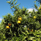 Amada44 photographed this mandarin tree on May 29, 2005.