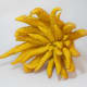 This Buddha's Hand citron was photographed by Kaldari on March 15, 2009.