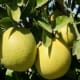 Ben3john photographed grapefruit growing in Kerala, India on October 17, 2012.