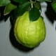This citron was photographed by Klaus Reger on February 14, 2005.