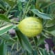 Kumquats—Citrus japonica 'Centennial Variegated'—were photographed in the Linnean House of the Missouri Botanical Garden by James Steakley on October 8, 2011.
