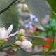 Limes growing in Haifa, Israel were photographed by Sarah Katzenell on March 17, 2006.