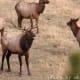 how-to-avoid-being-part-of-an-elk-harem