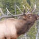 how-to-avoid-being-part-of-an-elk-harem
