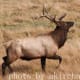 how-to-avoid-being-part-of-an-elk-harem