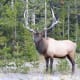 how-to-avoid-being-part-of-an-elk-harem