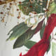 Red Bird