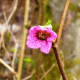 The first flowers begin to open before the leaves emerge