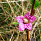 The first flowers are fully open after an early spring rain