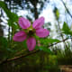 Other flowers are a deep magenta