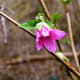 The flowers open wider as the first leaves grow