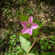The flowers keep opening as the leaves grow