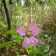 Still others are a lighter pastel pink