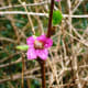 Another view of the opening flowers