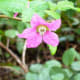 Some of the flowers are bright pink