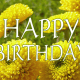 Happy birthday yellow spring flowers.