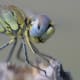 macrophotography-of-dragonflies