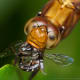 This dragonfly is dining on a bee it has captured. Click on the image to display a larger image.