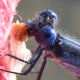 Dragonfly consuming a moth.