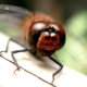 macrophotography-of-dragonflies