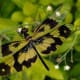 The delicate pattern of this dragonfly's wings is displayed well in this pose. Click on the image to display a larger image.