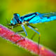 This dragonfly is enjoying a casual meal. Click on the image to display a larger image.