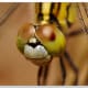 This fuzzy whiskered guy looks like he could use a shave. Click on the image to display a larger image.