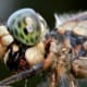 This dragonfly's mouth is messy because it is in the process of eating an ant. Check out the pattern on this dragonfly's eyes. Click on the image to display a larger image.